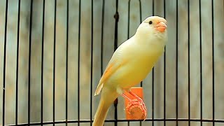 Canary Bird Singing for Training and Mating  Powerful Natural Canary Song 41 screenshot 1