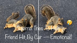 🐿 Squirrel Tries To Help Friend Hit By Car — Emotional! 😢