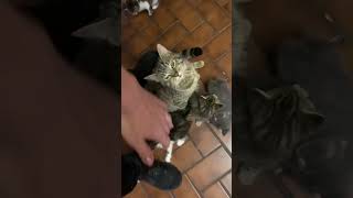 Mamma cat calling to her baby #catlover #kitten n#helpme1ksubscriber #catmom #cat