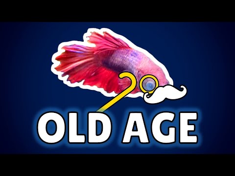How to Care for Your Elderly Betta Fish (ft. Creative Pet Keeping)