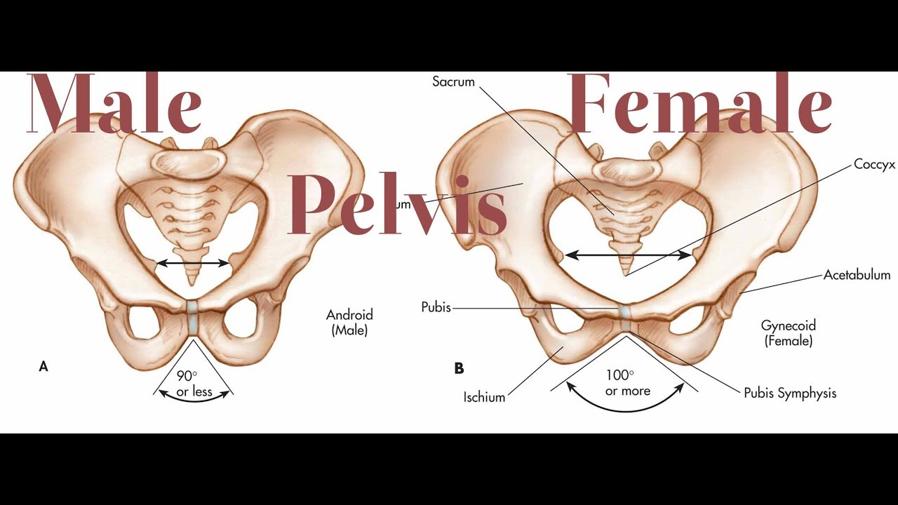 The Pelvic Girdle: An integration of clinical expertise and research