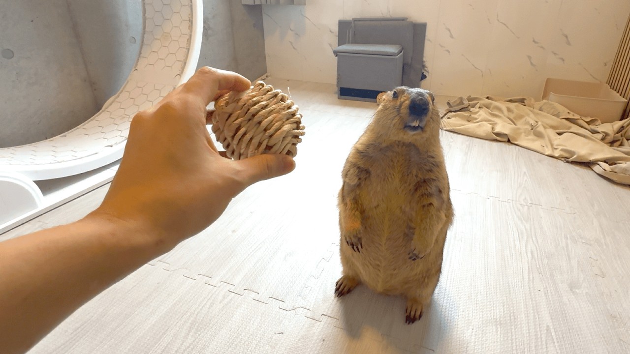 Суслики играют с игрушками?