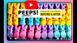 FREEZE DRYING PEEPS - EASTER by Cooking With Jack Show 5,175 views 1 month ago 8 minutes, 11 seconds