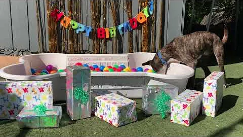 Happy Birthday to Annie from Stringer!