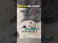 徹底された猫たちの序列