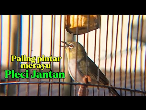 Pleci betina birahi memanggil jantan, pleci jantan langsung nyaut 
