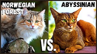 Norwegian Forest Cat VS. Abyssinian Cat
