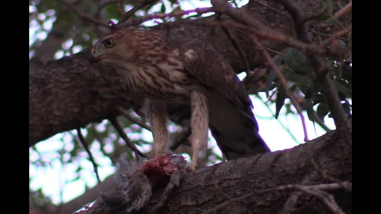 Hawk Eats Dove YouTube