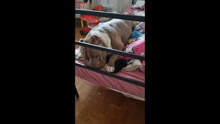Dog Sleeping on Bed Rushes Toward Owner Soon as She Starts Talking to It