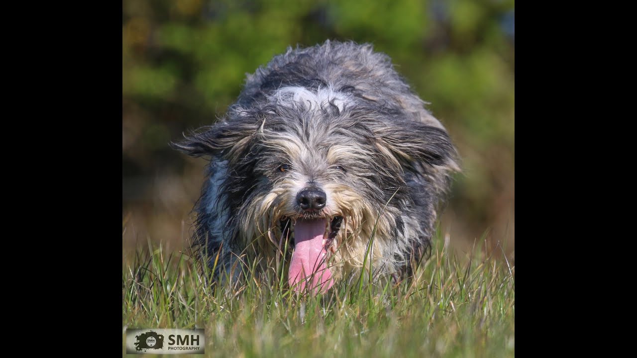 Lot 23: Clyde - 4.9.24  Farmers Marts Dolgellau Online Sheepdog Auction