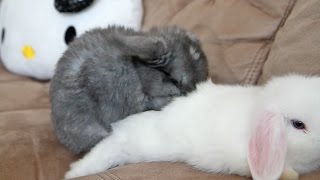 Baby Bunnies Doing the Funniest Things!