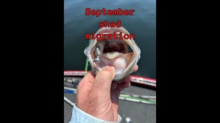 September shad migration, shad are moving shallow but are the bass?