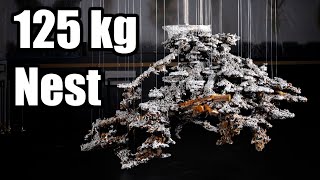 125 kg Aluminium Bull Ant Nest on Display at the Queensland Museum - Insect Agency Exhibition