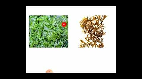 B.Sc. Sem-1 CC BOT-101 Algae Lec.-1 By Girish Patel