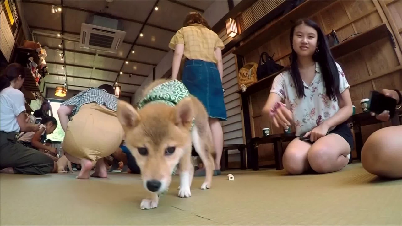  JAPAN  DOG  CAFE  YouTube