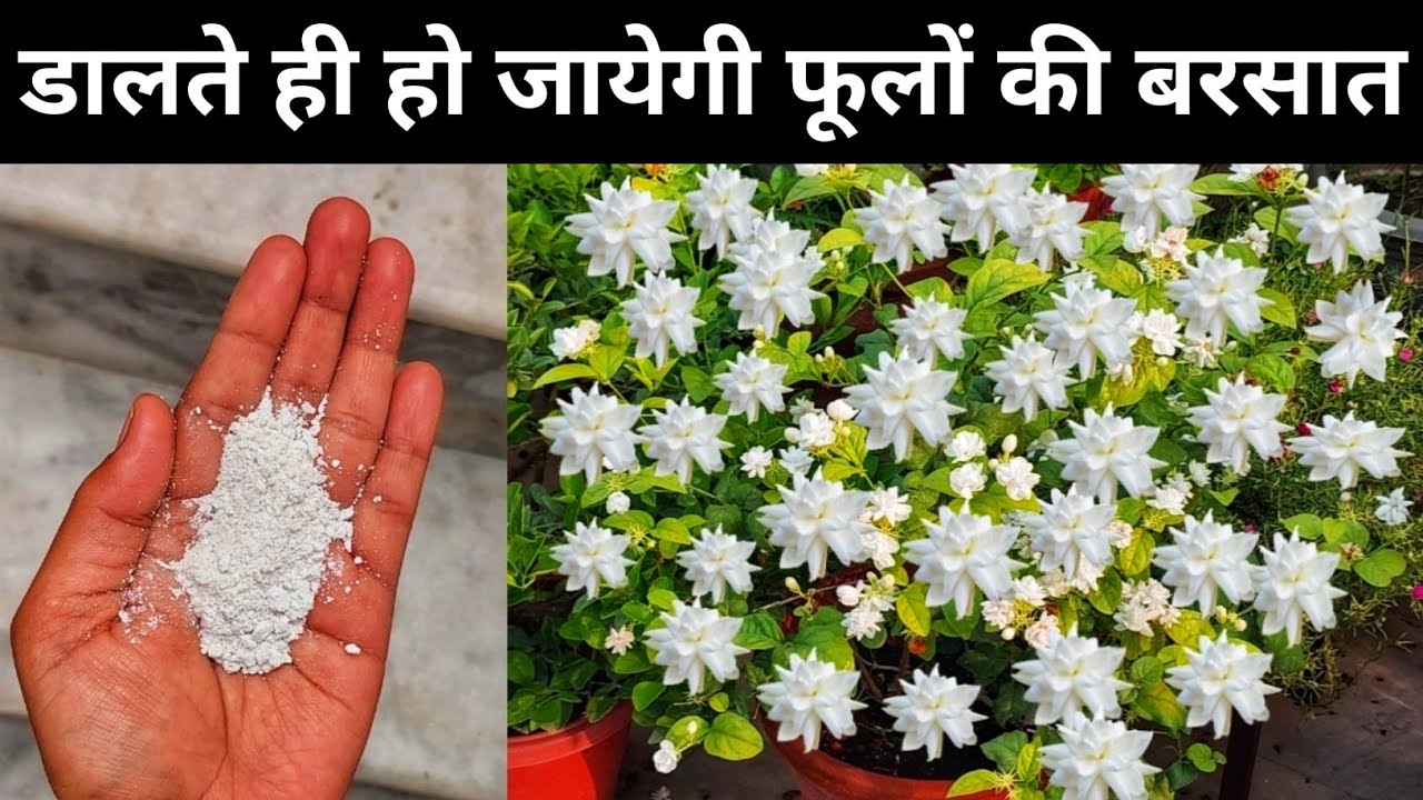 डालते ही मोगरा पर हो जायेगी फूलों की बरसात.Mogra plant care.Mogra flower.Jasmine plant care.मोगरा.