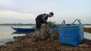 Bẫy chuột tháng nước lên dính chuột thấy mê và cái kết đầy đây rộng luôn