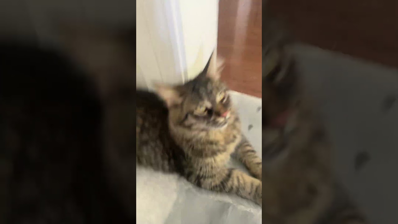 Thicker than a snicker