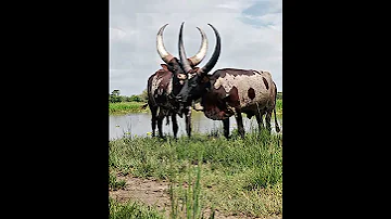 Igoko Nyandang Was Na Chale 2024 