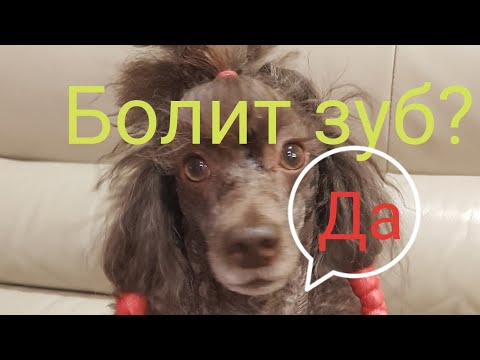 КАК ПОНЯТЬ что у собаки болит зуб?!