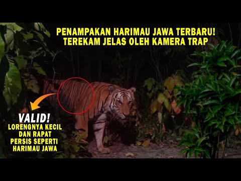 Video: Dimana Hutan Nasional Umatilla?