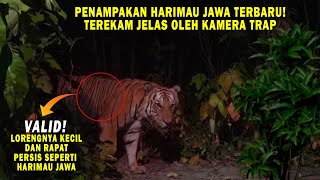 GEMPAR! Penampakan Harimau Jawa Terekam Jelas Di Pedalaman Hutan Jawa! RESMI!! Harimau Jawa Masih?