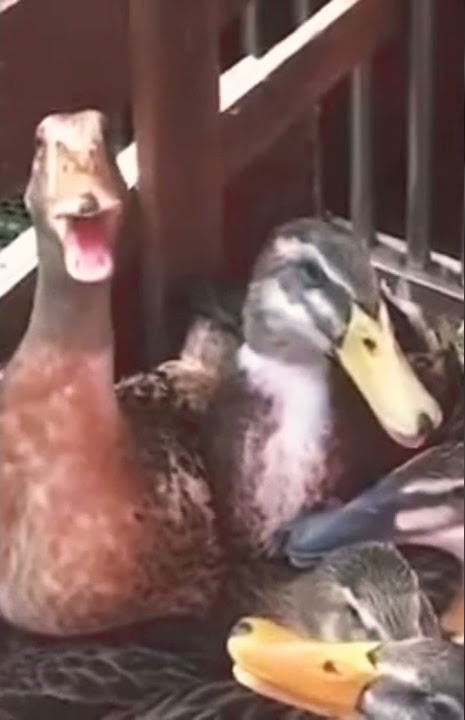 BEBEK KETAWA