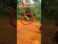 🙏👍Odisha main bhag gaya hai mohand🥺💔😭😭🚫
