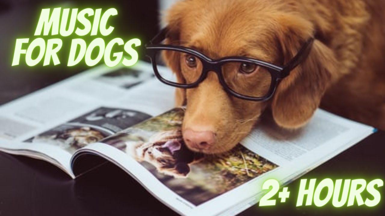 Dog Relaxation Music The ULTIMATE Calming Music for Dogs! (feat. Cows!) YouTube