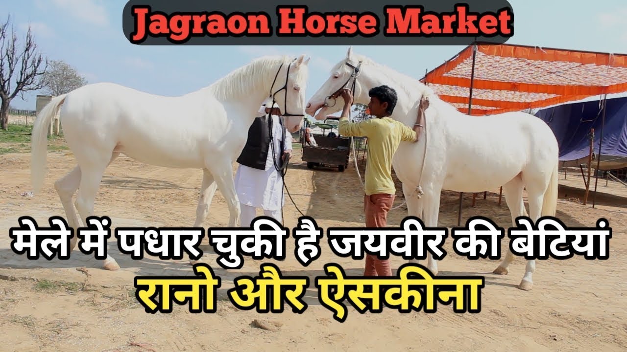 Jagraon horse market 2019स्वागत करो हमारा,हम है जयवीर की बेटियां रानो