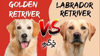 Labrador VS Golden Retriever Which is Best Full  Comparison in Tamil