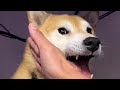 Shiba inu proves he can eat a knucklesandwich