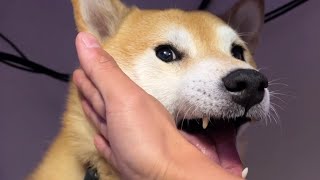 Shiba Inu Proves He Can Eat a Knucklesandwich