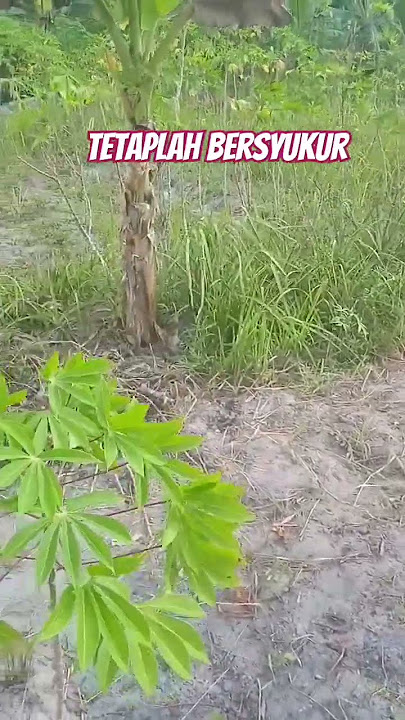 manungsi #1000subscriber #music