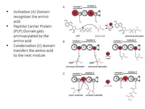 Video: Efisiensi Produksi Bakteri Non-ribosomal Peptide Indigoidine Bergantung Pada Keadaan Metabolisme Pernapasan Pada S. Cerevisiae