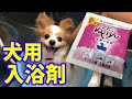 犬用入浴剤『ぬくりん』で温泉気分なチワパピ♪　My dog enjoyed the bath time♪