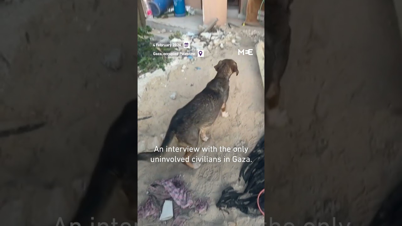 Israeli soldier says stray dogs are the ‘only uninvolved civilians’ in Gaza
