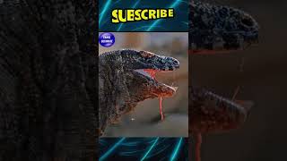 கொமேடோ டிராகனுக்கு எதனால் விஷம் உருவாகும் தெரியுமா?!🤔 | Komodo Dragon | #shorts