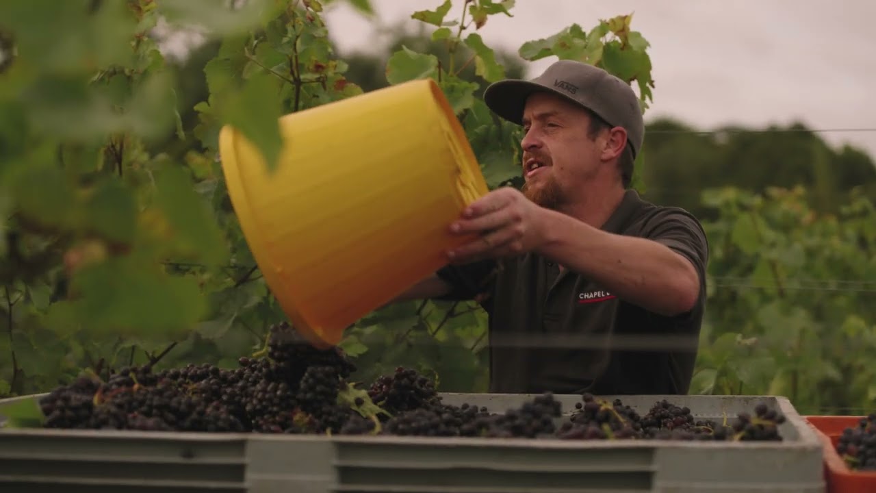 Meet The Chapel Down Vineyard Team