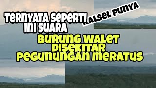 Ternyata seperti ini suara burung walet sekitar pegunungan Meratus KALSEL #suara #walet #meratus