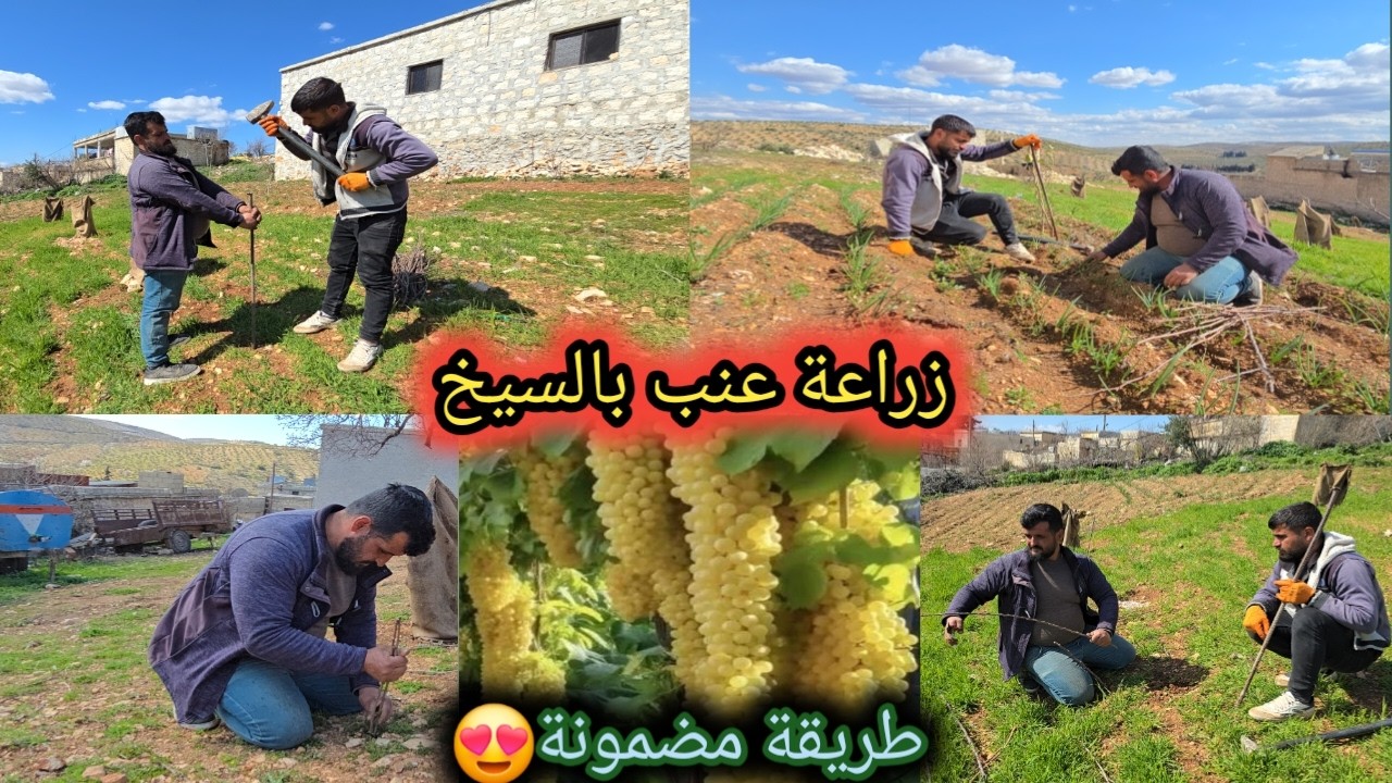 زرعنا دوالي عنب لمحو بطريقة السيخ | سهلة و بسيطة و النتيجة مضمونة😋 | تابعوا للأخير ❤️