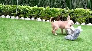 Zayn - Mini Chihuahua