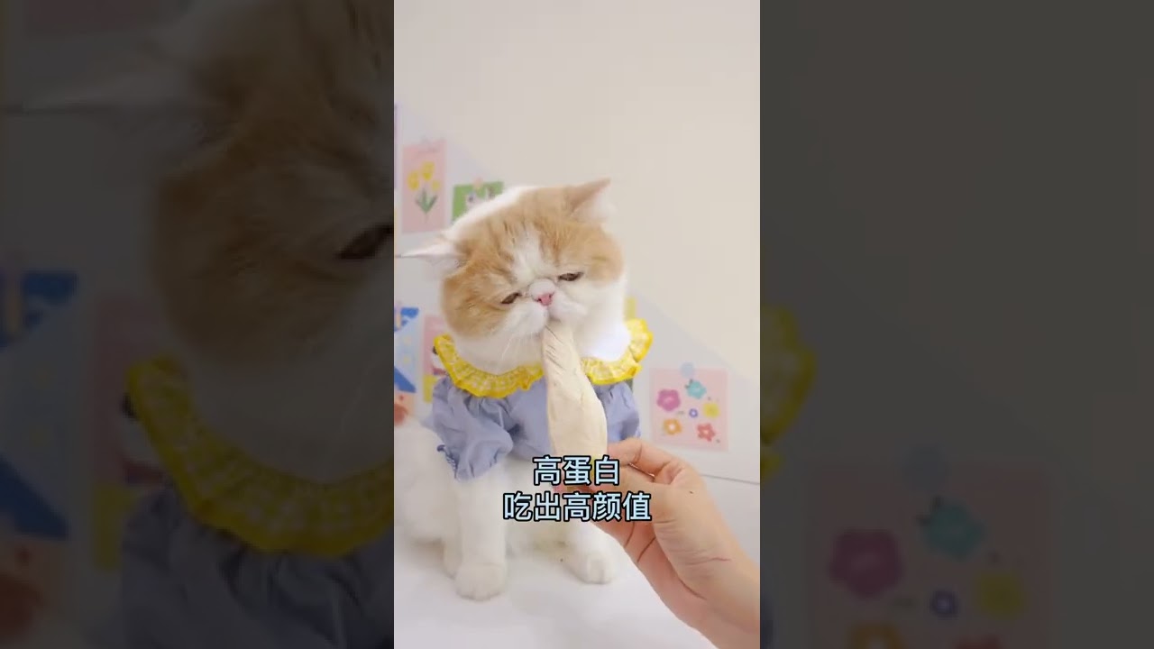 Funny cat 😸Love snacks😿😿Cats who love snacks😹 YouTube