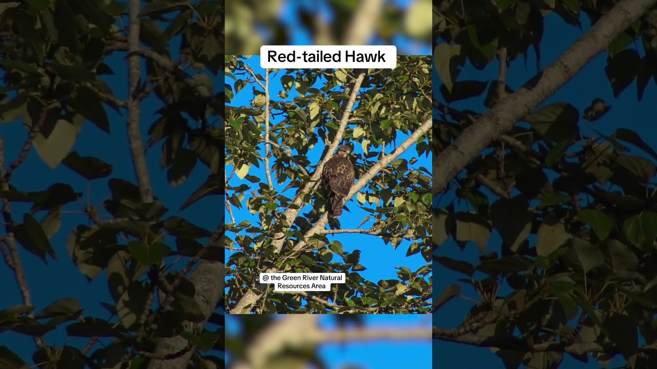 Beautiful Red Tailed Hawk At The Green River Natural Resources Area