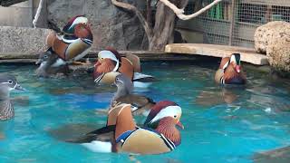 Mandarin duck!!!!