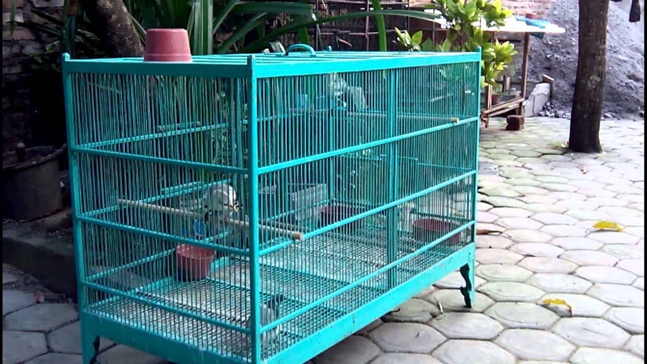 Anakan Burung Jalak Putih (13) 