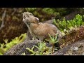 JG☆☆☆☆☆ 4K HDR 北海道 然別 ナキウサギの縄張り争い Hokkaido,Shikaribetsu