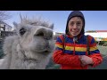 nagano, japan. what we did for our anniversary! (it&#39;s alpacas) (in japan!)