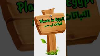 نطق Acacia و نطق Tamarisk كلمات منهج كونكت رابعة ابتدائى #shorts