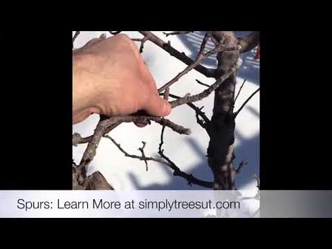 How To Prune Apple Tree Spurs